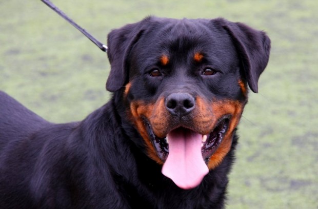 A rottweiler, similar to Bruno. Dogs, like humans, are susceptible to feelings of anxiousness and loneliness. Photo: Juan Ramon Rodriguez Sosa (via Flickr)